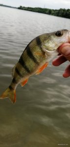 IMG_20200620_085701.jpg