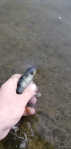 IMG_20200620_062810.jpg