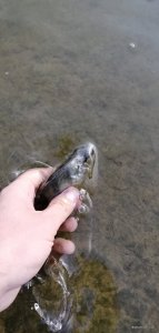 IMG_20200620_062810_1.jpg