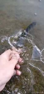 IMG_20200620_062811.jpg