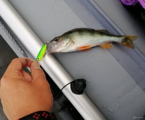 IMG_20200620_052652.jpg