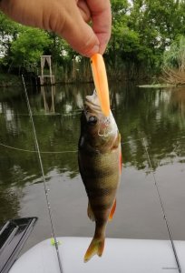 IMG_20200620_063841.jpg