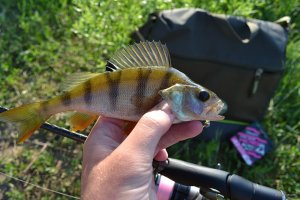 DSC_1315.jpg