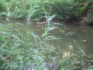 IMG_2980.JPG