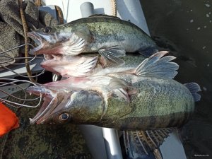 IMG_20200531_095430.jpg