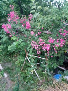 IMG_20200701_045946.jpg