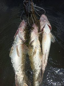 IMG_20200623_142253.jpg