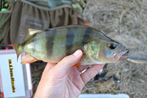 DSC_0093.jpg