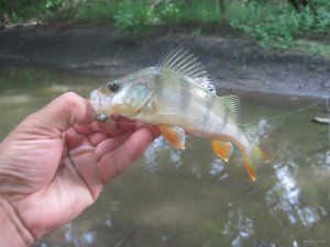 IMG_3003.JPG