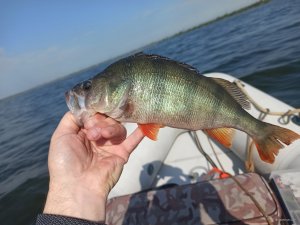 IMG_20200629_081851.jpg