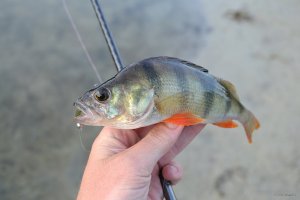DSC_0053.jpg