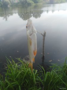 IMG_20200717_090904.jpg