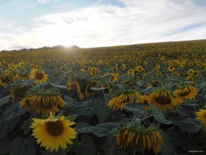 IMG_20200719_192821.jpg