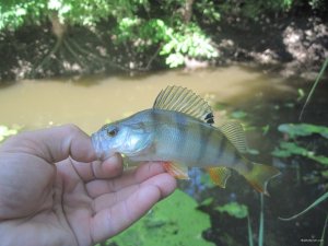 IMG_3068.JPG