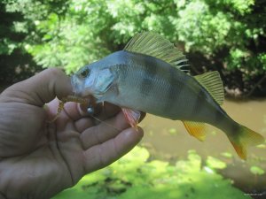IMG_3070.JPG