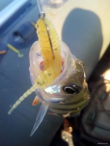 IMG_20200718_072842.jpg