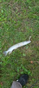 20200720_051247.jpg