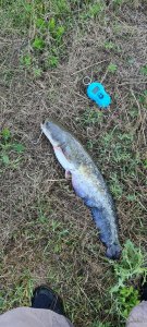 20200720_062836.jpg