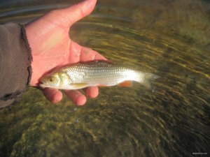 IMG_3108.JPG