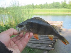 IMG_3121.JPG