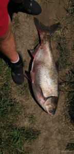 IMG_20200725_125457.jpg