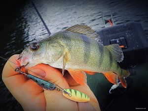 IMG_2585.JPG