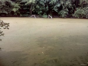 IMG_20200731_121414.jpg