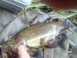 IMG_20200731_164858.jpg