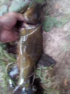 IMG_20200731_174312.jpg