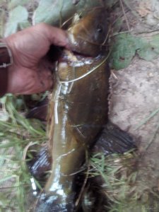 IMG_20200731_174314.jpg