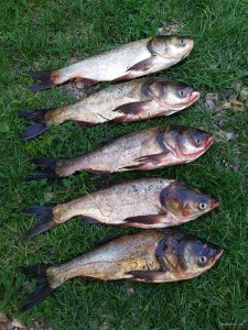 IMG_20200725_182600.jpg