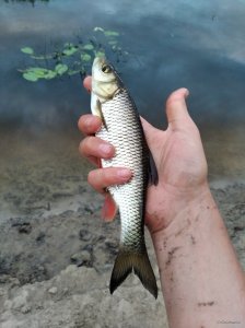 IMG_20200801_201634.jpg