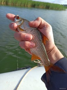 IMG_20200802_073144.jpg