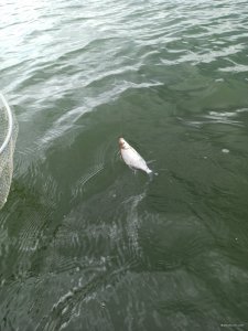 IMG_20200802_114556_1.jpg