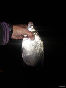 IMG_20200805_005333.jpg