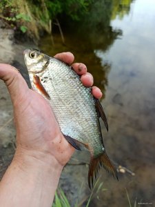 IMG_20200809_173255.jpg