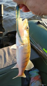 IMG_20200809_123853.jpg