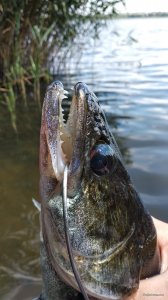 IMG_20200809_113618.jpg