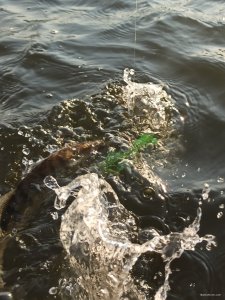 IMG_20200807_183754.jpg