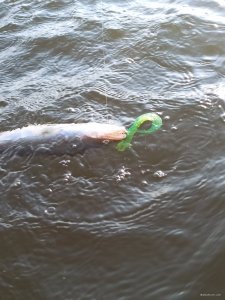 IMG_20200807_183749.jpg