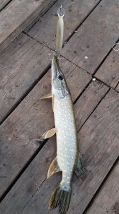 20200814_200512.jpg