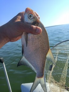 IMG_20200817_083215.jpg
