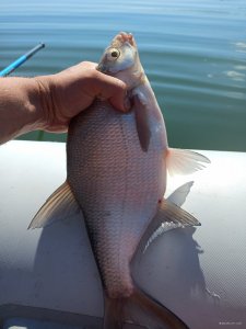 IMG_20200817_101358.jpg
