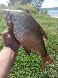 IMG_20200817_131645.jpg