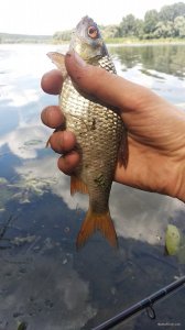 IMG_20200819_135318.jpg