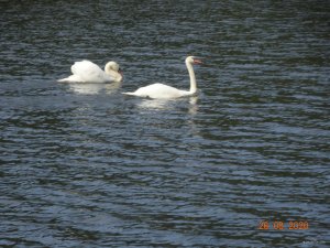 DSC07285.JPG