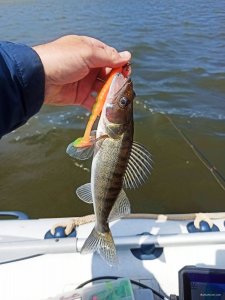 IMG_20200825_080243.jpg