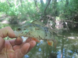 IMG_3295.JPG