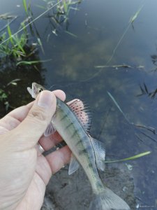 IMG_20200829_181148.jpg