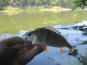 IMG_3351.JPG